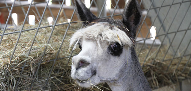 Alpaca