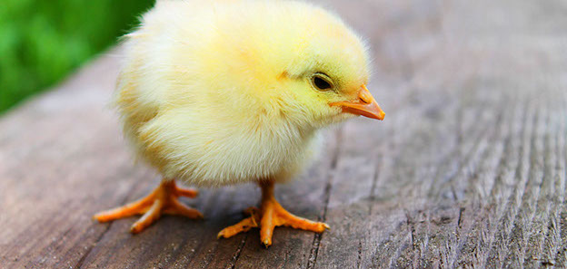 baby chick