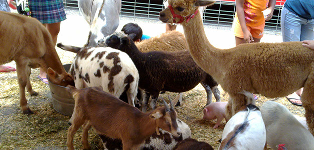 barn yard animals and diatomaceous earth