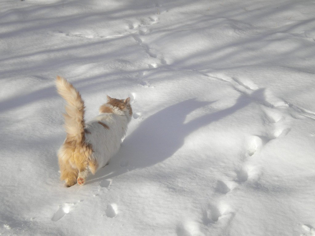 cat walking in snow