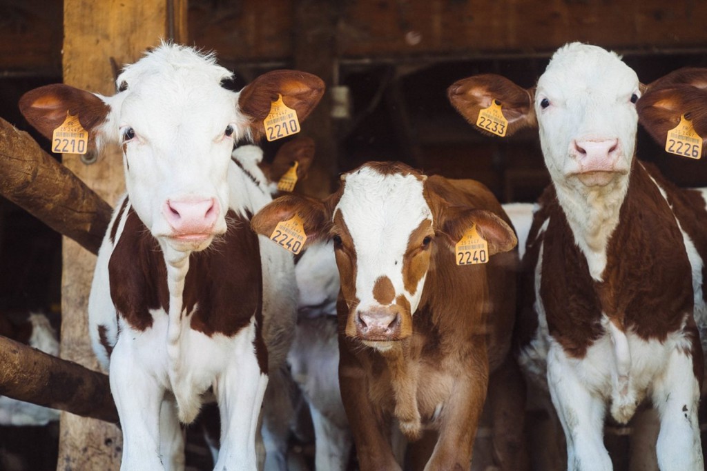 cattle in barn