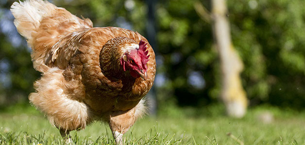 chicken walking in grass