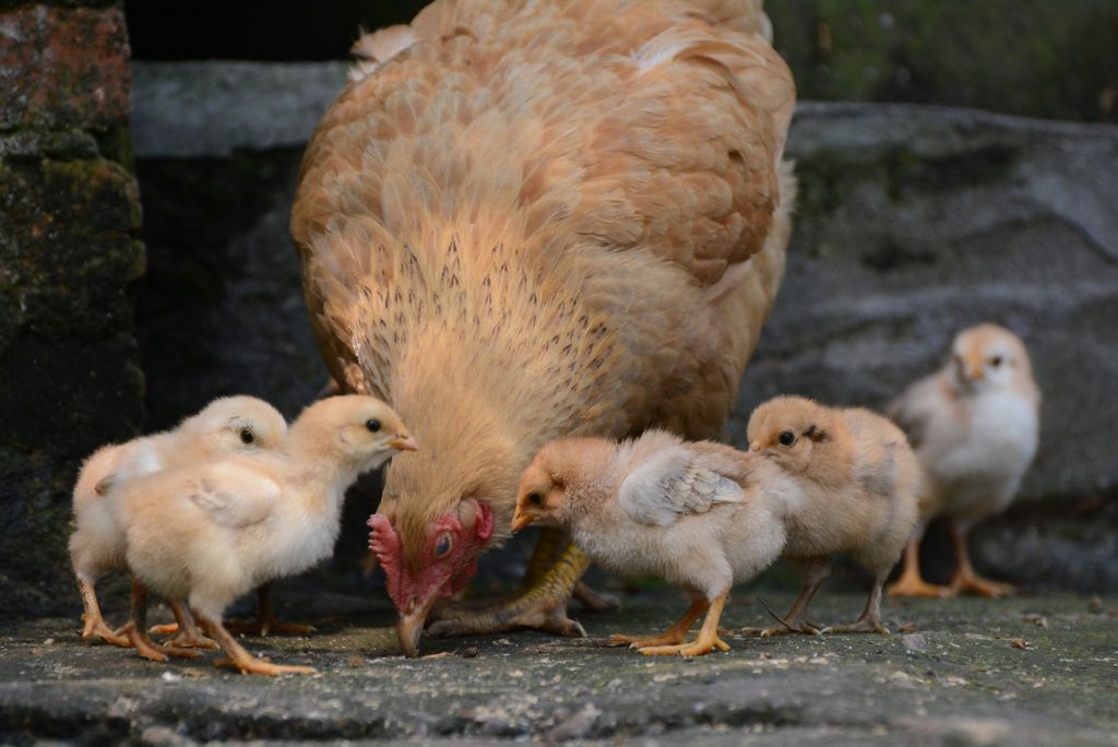 Mother hen with baby chicks
