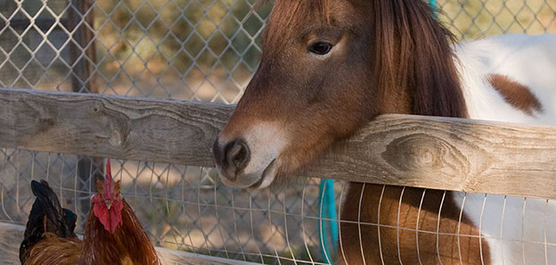 Is DE harmful to animals