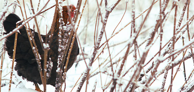 Chicken outside in the snow