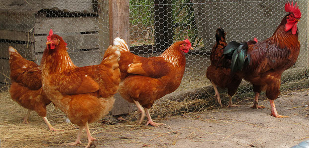 Chicken coop