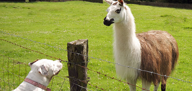 Diatomaceous Earth Food Grade vs Feed Grade