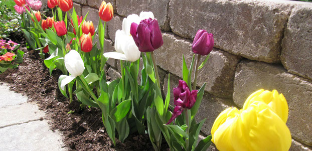 colorful row of tulips