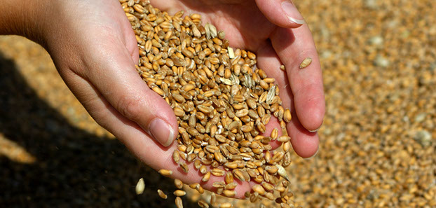 grains