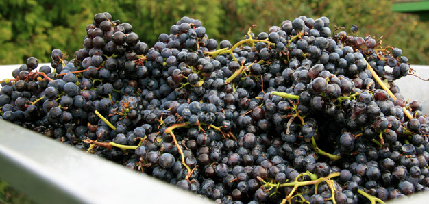 Grapes