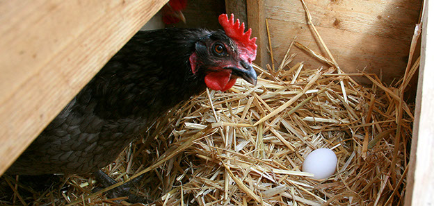 Laying hen overlooking her egg