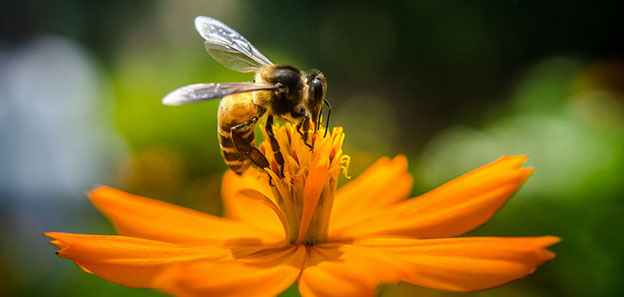 Honey Bee on flower