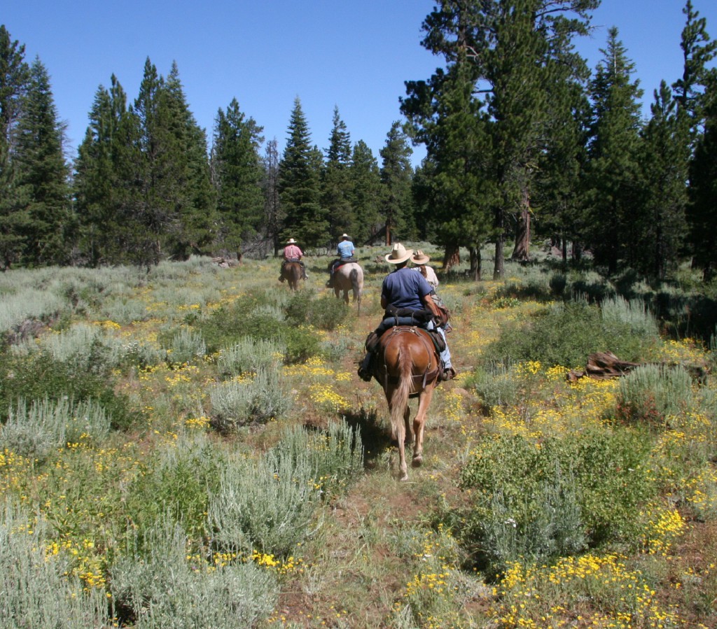 Horseback riding
