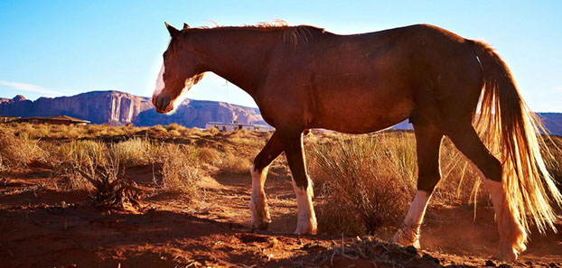 Horse in desert