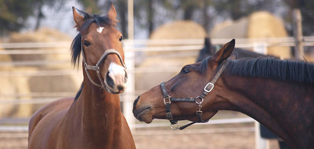 Two horses playing