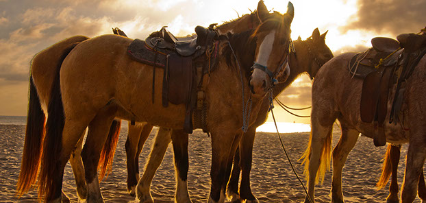 Group of Horses with Saddles on