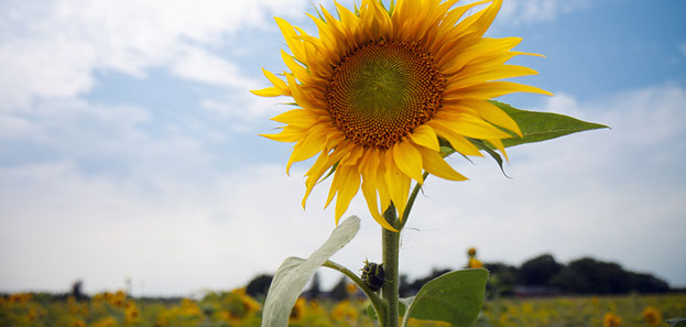 Sunflower