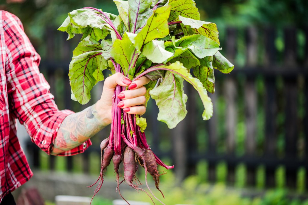 women holding fresh garden beets