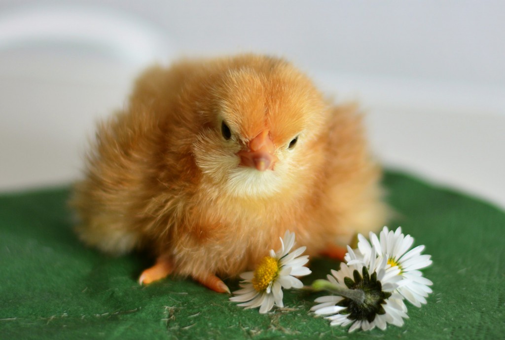chicks