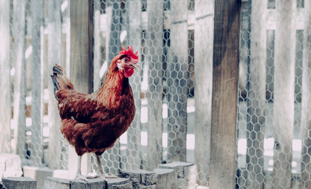 A red chicken stands on some stumps after taking a dust bath in diatomaceous earth.