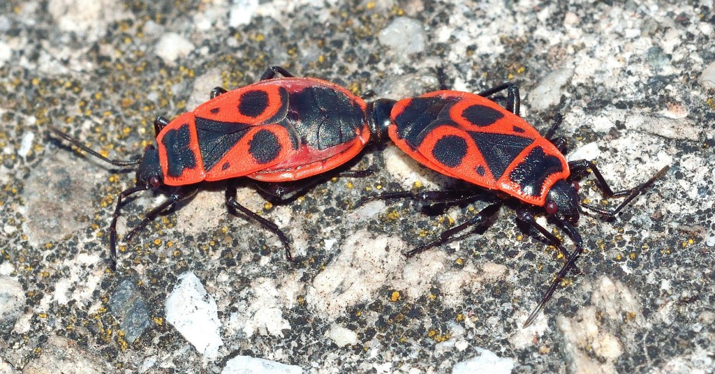 Bedbugs